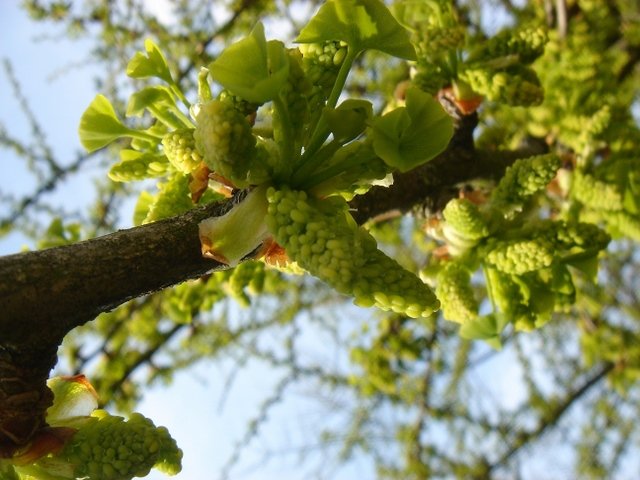 Ginkgo biloba fleur